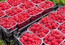 Ukraiński eksport jagód i innych owoców zwiększył się o ponad połowę