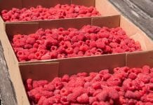 Kontrole w skupach owoców miękkich: ceny dopiero w aneksach do umów