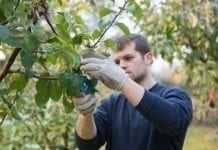 150 tys. zł premii dla młodych rolników