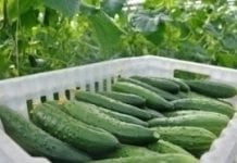 Rosyjski Kubań potrzebuje więcej szklarni, by zastąpić import warzyw