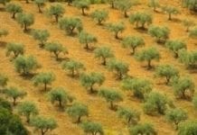 Ekolodzy protestują przeciwko ścinaniu zainfekowanych oliwek