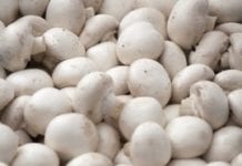 Nowa placówka naukowa pomoże producentom grzybów