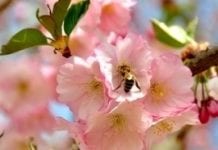 Pszczoły ważniejsze niż nawożenie