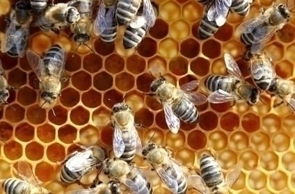 Pszczoły, pasieka, pszczelarstwo