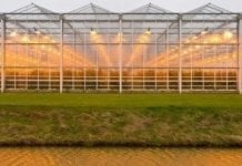 Jak zmniejszyć energochłonność upraw szklarniowych?