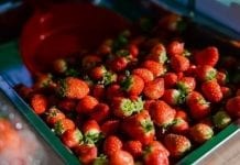W. Brytania: rynek truskawek w dwadzieścia lat wzrósł czterokrotnie