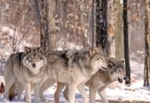 W mazurskich i warmińskich lasach żyje 150 wilków