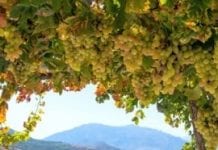 Hiszpania największym producentem wina?