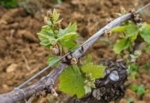 Właściciele winnic w Bordeaux przez mrozy stracili połowę zbiorów