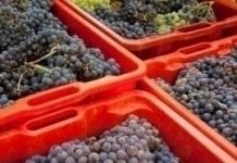 Winiarze z UE tracą udziały w rynku