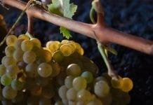 Wyjątkowo wczesne winobranie we Włoszech