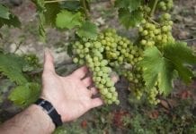 Powstała pierwsza w Polsce winnica biodynamiczna