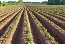 Rosja 1 kwietnia wprowadza zakaz importu z UE sadzeniaków ziemniaka
