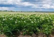 Polski wynalazek pozwoli zmniejszyć koszty ochrony roślin