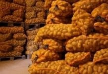 Szansa na wznowienie eksportu do Rosji ziemniaków sadzeniaków