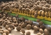 Lepsze plonowanie ziemniaków w Unii