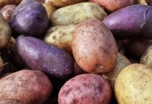 Fioletowe ziemniaki zwalczają raka