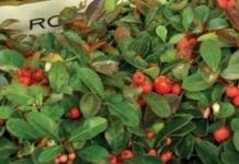 Ceny roślin ozdobnych na rynkach hurtowych w listopadzie