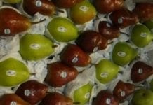Chilijski rynek jabłek i gruszek