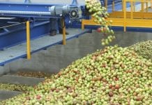 W zakładach i spółdzielniach – jabłko przemysłowe drożeje