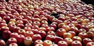 Słabszy handel jabłkami w Rosji