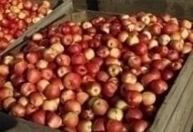 Wschód nasycony polskimi jabłkami
