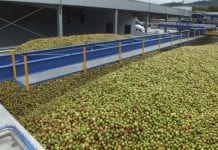 Następny tydzień wzrostu cen jabłek