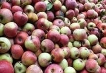 Walka o ceny skupu jabłek