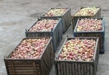 Ceny jabłek przemysłowych w Rosji