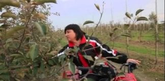 ATV Kawasaki sprawdza się w sadzie