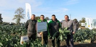 Dobre kalafiory dla przetwórstwa