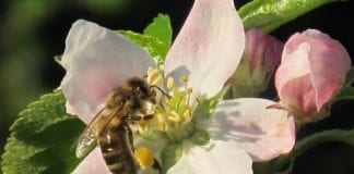 Pszczoły i zrównoważony rozwój