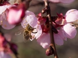 Na północy Europy ginie najwięcej pszczół