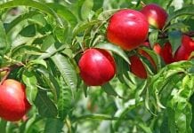 Włochy liderem w unijnej produkcji brzoskwiń i nektaryn
