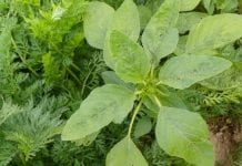 Nowy herbicyd do upraw warzyw