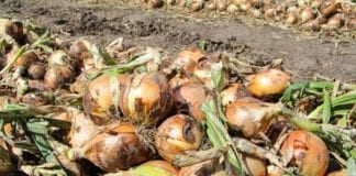 W Kościelcu o cebuli do obierania