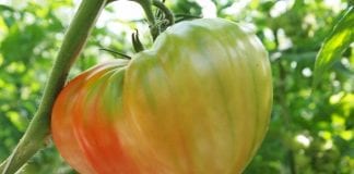 Pomidory na Sycylii – nowości odmianowe i fatalne ceny owoców