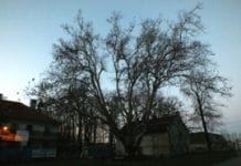 Polski platan drugi w konkursie na Europejskie Drzewo Roku