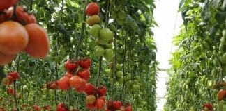 ToBRFV (Tomato brown rugose fruit virus) zagraża uprawom pomidora i papryki