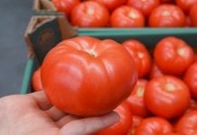 Kłopoty Armenii ze skośnikiem pomidorowym