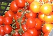 Zbiory francuskich pomidorów stabilne