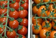 1 listopada Rosja otworzy granicę dla tureckich pomidorów