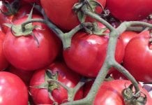 Tureckie pomidory Rosja zastępuje swoimi