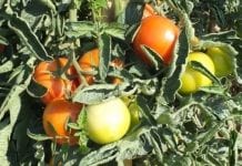 Bilans pomidorów dla przemysłu
