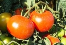 WPTC publikuje prognozę dla pomidorów przemysłowych