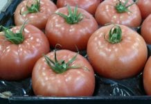 Duża konkurencja na rynku pomidorów na Ukrainie