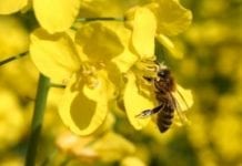 Uratowali milion pszczół