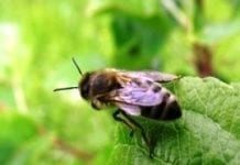 Pszczoła chce mieć święty spokój