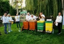 Na wsparcie pszczelarstwa przeznaczono ponad 185 mln zł