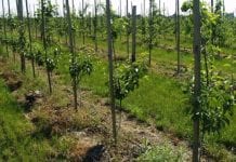 Coraz większa produkcja sadownicza na Białorusi